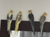 Baby cockatiels