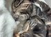 3 tabby&rsquo;s ready in 2 weeks