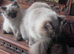 Beautiful Siberian kittens