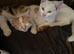 3 kittens ready to leave