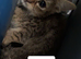 Kittens for sale