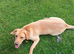 Lovely chunky labrador girl