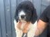 Beautiful working cocker spaniel puppies