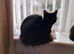 2 year old long hair black cat
