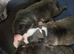 Frenchyxpocketbully