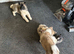 Strong big bone high standard puppies father registered mother is big high quality active Akita