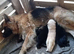 Germanshepherd pups for sale
