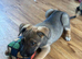 German Shepard puppies