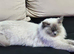 PRINCESS SAPHIRE