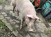 Welsh x P-Train Boar Pig - 2 Years Old for sale