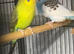 Black wing budgie