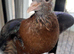 2 hand reared Archangel pigeons