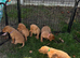 LABRADOR RETRIEVER PUPPIES