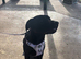 2 year old female lab