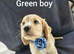 KC Reg health tested working cocker spaniels