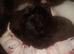 3 male maincoon kittens for sale