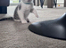 Playful Kittens