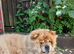 Female Chow for sale