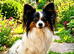 Kc reg proven Papillon at stud