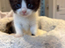 Half British short hair kittens