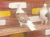 Saddle racing pigeons for sale