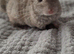 Lovely female kit chinchillas