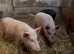 Three guilts ready for breeding mini pigs