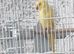 Beautiful baby lutino ringneck talking parrot