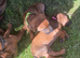 5 Star Licensed Breeder Rhodesian Ridgebacks