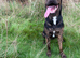 Presa canario puppy