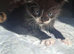 Only 4 left ! Gorgeous fluffy kittens ready