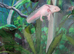 Female axolotl