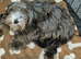 5 months old female yorkiepoo