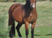 Registered Welsh D filly