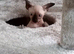 Male Sphynx