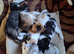 3 Girl & 3 Boy Kittens (ready 04/08/26)