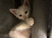 Turkish Angora cross, 6 x Kittens, reserve your own kitten now. Ready to go in 10 days