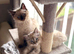 Beautiful ragdoll&rsquo;s reduced