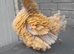 8 bantam chickens