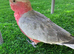 Galah Cockatoo