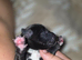 Frenchie cross whippet mum patterdale cross daushaund dad