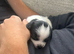 Pups