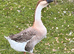 African Gander 2 yr old
