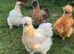 Silkie hens