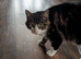 Roku (Outdoor Farm Cat) Excellent pest control.