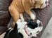 KC registered English bulldog girl