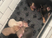 Kc Chihuahua puppy (male)