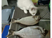 2 girls Ragdoll bicolor