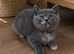 GCCF registered Chunky kittens