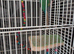 Male 3 year old conure